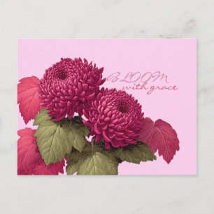 Vintage Magenta Chrysanthemum Botanisch Briefkaart
