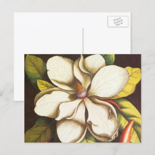 Vintage Magnolia Flowers Plant met zaad Briefkaart
