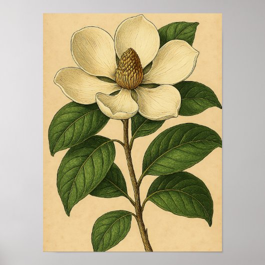 Vintage Magnolia on Weathered Paper Poster (Voorkant)
