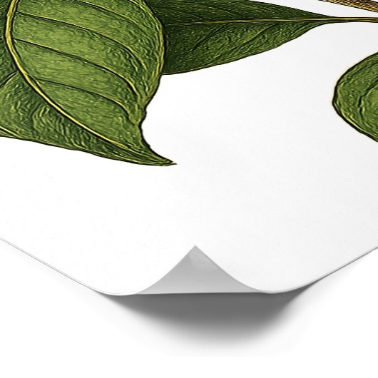 Vintage Magnolia Poster (Hoek)