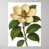 Vintage Magnolia Poster (Voorkant)