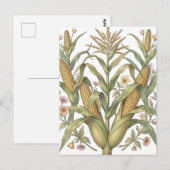 Vintage Maïskolf Botanisch Briefkaart (Voorkant / Achterkant)