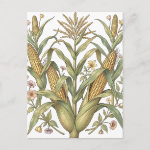 Vintage Maïskolf Botanisch Briefkaart