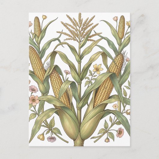 Vintage Maïskolf Botanisch Briefkaart (Voorkant)