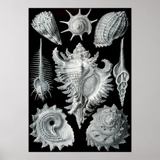 Vintage Marine Life Illustration Poster (Voorkant)