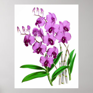 Vintage Mauve Paars Agenta Orchid Flower Poster