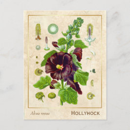 Vintage Medicinal Plant Hollyhock Flower Botanical Briefkaart