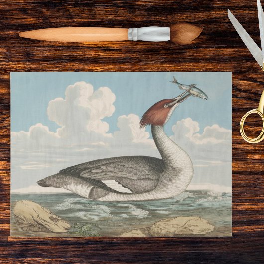Vintage Merganser Eend Zaagbek Fauna Bord Tissuepapier