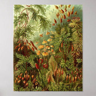 Vintage Mossen Botanische Illustratie Poster