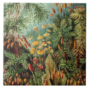 Vintage mossen Muscinae door Ernst Haeckel Tegeltje