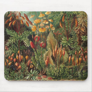 Vintage mossenplanten door Ernst Haeckel, Muscinae Muismat