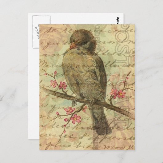 Vintage Mus Briefkaart (Voorkant / Achterkant)