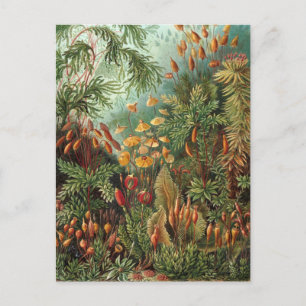 Vintage Muscinae, mosplanten door Ernst Haeckel Briefkaart