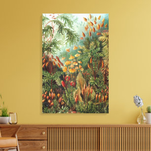Vintage Muscinae, mosplanten door Ernst Haeckel Canvas Afdruk