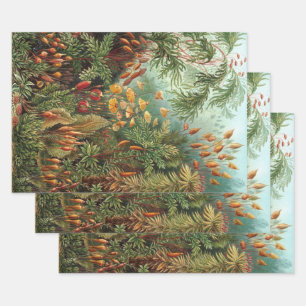Vintage Muscinae, mosplanten door Ernst Haeckel Inpakpapier Vel