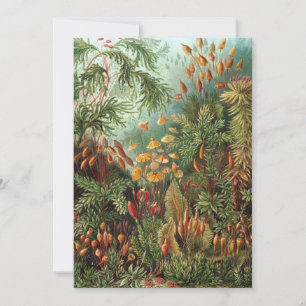 Vintage Muscinae, Mosplanten door Ernst Haeckel Kaart