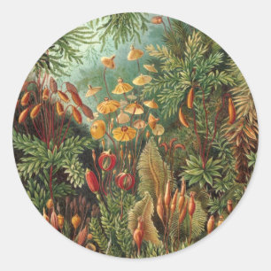 Vintage Muscinae, mosplanten door Ernst Haeckel Ronde Sticker