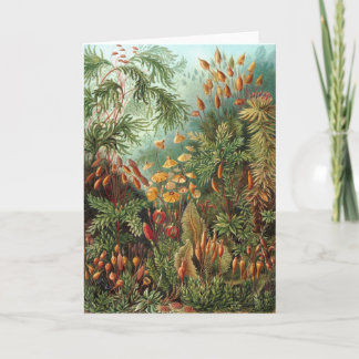 Vintage Muscinae, mossenplanten door Ernst Haeckel Kaart