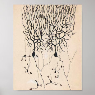 Vintage Neuron Tekening door Santiago Ramón y Caj Poster