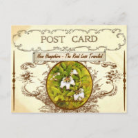 Vintage New Hampshire State Flower Briefkaart