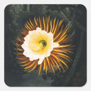 Vintage Night-Blowing Cereus Gotische Kunst Vierkante Sticker