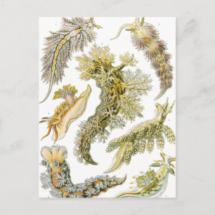 Vintage Nudibranchia, Zee Slugs door Ernst Haeckel Briefkaart
