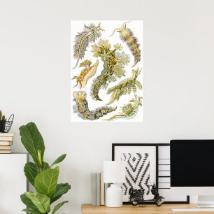 Vintage Nudibranchia, Zeeslakken door Ernst Haecke Poster