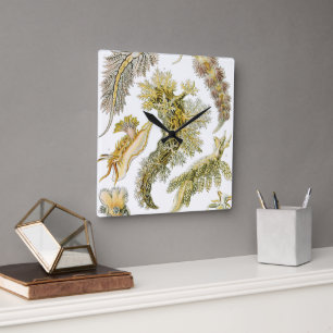 Vintage Nudibranchia, Zeeslakken door Ernst Haecke Vierkante Klok