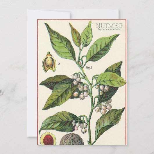 Vintage Nutmeg Plant Fruit Seeds, Food Herbs Spice (Voorkant)
