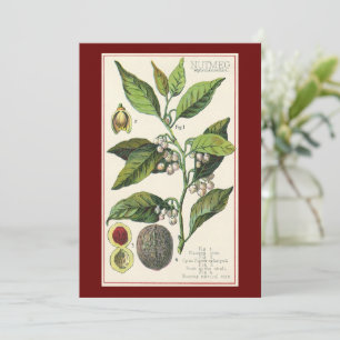 Vintage Nutmeg Plant Fruit Seeds, Food Herbs Spice