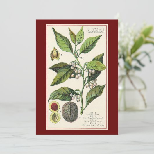Vintage Nutmeg Plant Fruit Seeds, Food Herbs Spice (Staand voorkant)