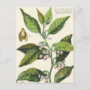 Vintage Nutmeg Plant Fruit Seeds, Food Herbs Spice Briefkaart