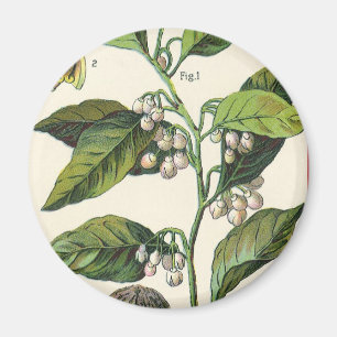 Vintage Nutmeg Plant Fruit Seeds, Food Herbs Spice Magneet