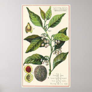 Vintage Nutmeg Plant Fruit Seeds, Food Herbs Spice Poster