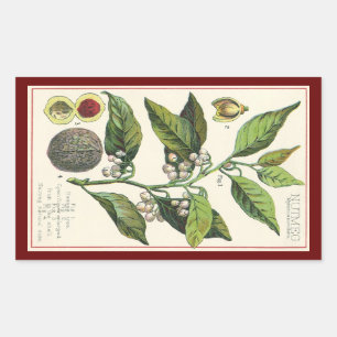 Vintage Nutmeg Plant Fruit Seeds, Food Herbs Spice Rechthoekige Sticker