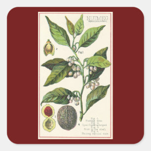 Vintage Nutmeg Plant Fruit Seeds, Food Herbs Spice Vierkante Sticker