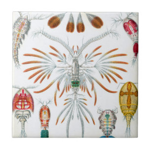 Vintage Oceandieren, Copepoda door Ernst Haeckel Tegeltje
