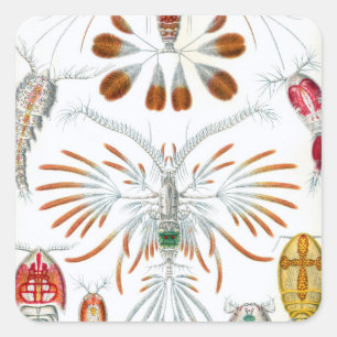 Vintage Oceandieren, Copepoda door Ernst Haeckel Vierkante Sticker