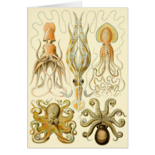 Vintage Octopus Pijlinkt Gamochonia door Ernst Hae