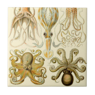 Vintage Octopus Squid Gamochonia door Ernst Haecke Tegeltje