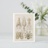 Vintage Octopus van Haeckel Briefkaart (Staand voorkant)