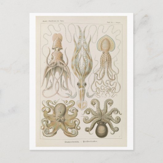 Vintage Octopus van Haeckel Briefkaart (Voorkant)