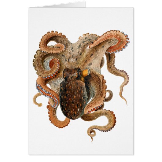 Vintage Octopus Vulgaris, Zeeleven Dieren (Voorkant)