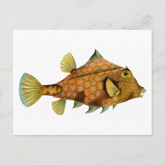 Vintage Orange Fish Briefkaart (Voorkant)