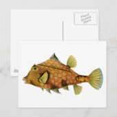 Vintage Orange Fish Briefkaart (Voorkant / Achterkant)