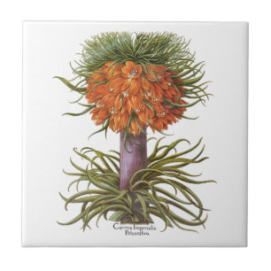 Vintage Oranje Fritillaria Bloemen Basilius Besler Tegeltje