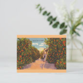 Vintage  Oranje Groves Briefkaart (Staand voorkant)