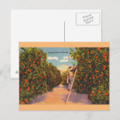 Vintage  Oranje Groves Briefkaart (Voorkant / Achterkant)