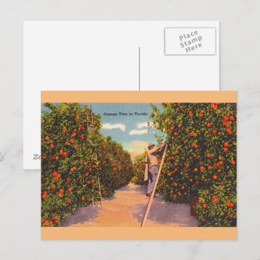 Vintage Oranje Groves Briefkaart (Voorkant / Achterkant)