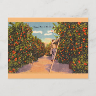 Vintage Oranje Groves Briefkaart